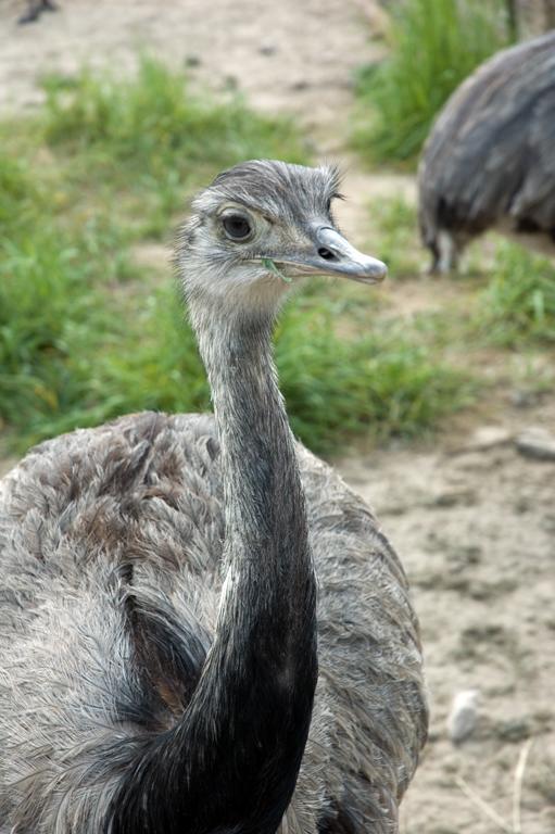 Hotel Zur Wildtranke Spremberg Zewnętrze zdjęcie