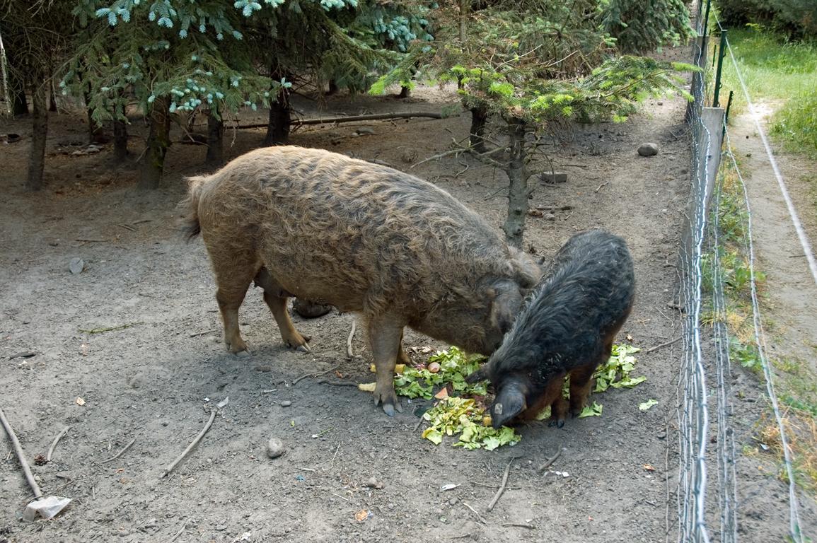 Hotel Zur Wildtranke Spremberg Zewnętrze zdjęcie